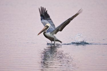 Brown Pelican (Pelecanus occidentalis) feeding, Texas coast, winter, adult at Goose Island State Park