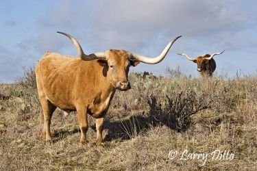 Longhorn Cattle at Fort Griffin, Texas near Albany. One of the few remaining herds of pure longhorns. It is said that longhorns helped spread mesquite trees across Texas by eating the beans and leaving the seeds in their droppings where ever they went on cattle drives and such.