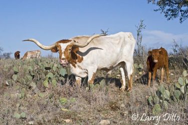 Longhorn Cattle at Fort Griffin, Texas near Albany. One of the few remaining herds of pure longhorns. It is said that longhorns helped spread mesquite trees across Texas by eating the beans and leaving the seeds in their droppings where ever they went on cattle drives and such.