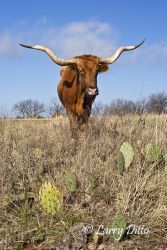 Longhorn Cattle at Fort Griffin, Texas near Albany. One of the few remaining herds of pure longhorns. It is said that longhorns helped spread mesquite trees across Texas by eating the beans and leaving the seeds in their droppings where ever they went on cattle drives and such.