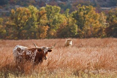 Texas Longhorns feeding on prairie grass