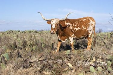 Longhorn Cattle at Fort Griffin, Texas near Albany. One of the few remaining herds of pure longhorns.