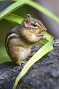 Eastern Chipmunk (Tamias striatus), in eastern woodlands and bird/butterfly garden