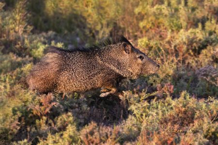 Collared Peccary (Javelina) running for cover; s Texas.