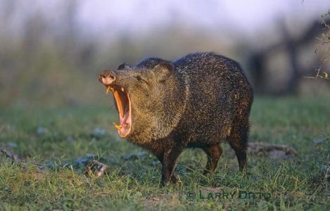 Collared Peccary (Javelina) yawning, s. Texas