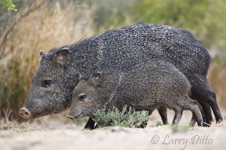Collared Peccary (Pecari tajacu), aka. Javelina, adult and young, s. Texas