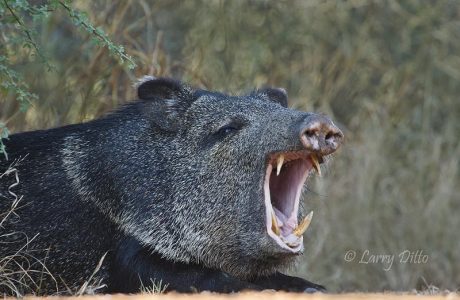 Collared Peccary (Javelina) yawing, s. Texas.