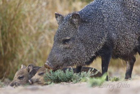 Collared Peccary (Javelina) with young, s. Texas