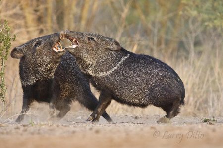 Collared Peccaries fighting, s. Texas.