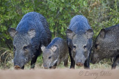 Collared Peccary (Javelina) with young, s. Texas.