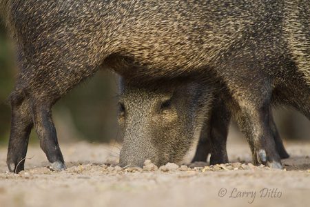 Collared Peccary (Javelina) feeding