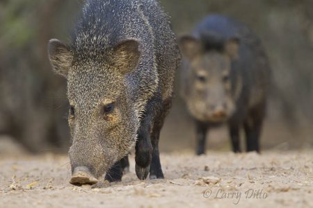 Collared Peccary, aka Javelina, feeding, Martin Ranch, Hidalgo Co., Texas
