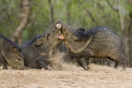 Collared Peccaries, or javelin, fighting, Martin Ranch, s. Texas.