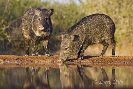 Collared Peccary (Pecari tajacu) drinking at south Texas pond, winter