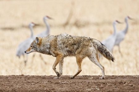 coyote and cranes