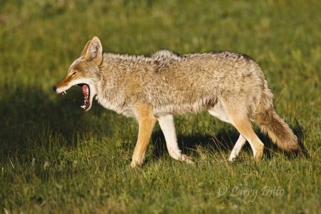 Coyote (Canis latrans) at end of morning hunt, Rocky Mountain National Park, Colorado, USA