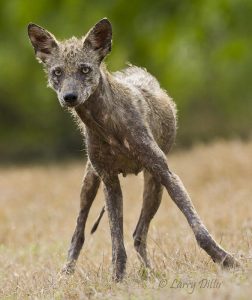 Coyote (Canis latrans) with mange, Texas