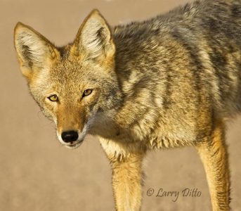 Coyote (Canis latrans) too close to shoot, New Mexico, autumn