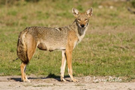 Coyote (Canis latrans) female, summer, s. Texas