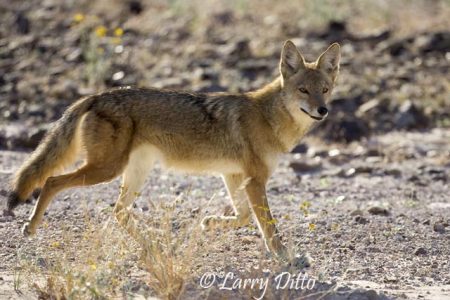 Coyote (Canis latrans) trotting across the desert n Big Bend National Park, Texas