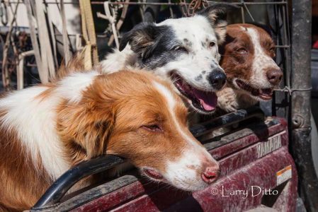Giles Ranch herding dogs