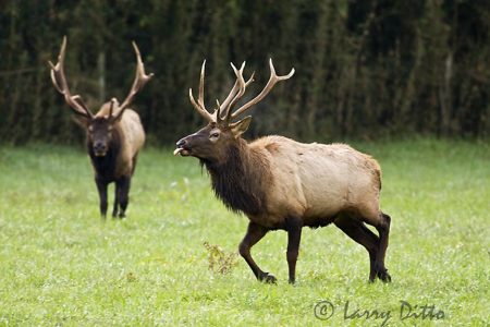Elk (Cervus elaphus) bulls during rut, Arkansas restoration herd near Jasper.
