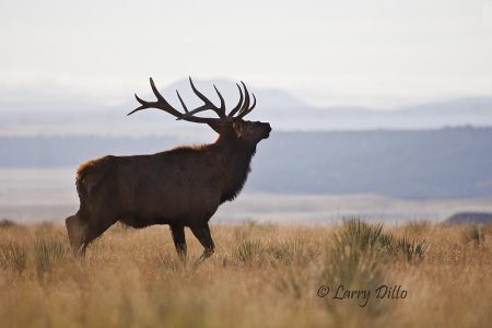 Bull elk on the run