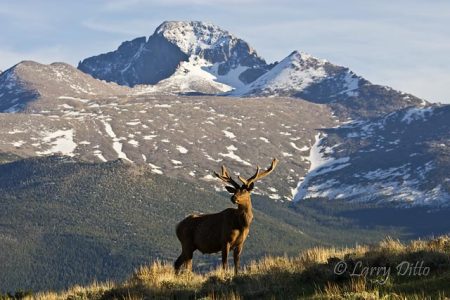 Elk (Cervus elephus) bull in velvet, Rocky Mountain National Park, June