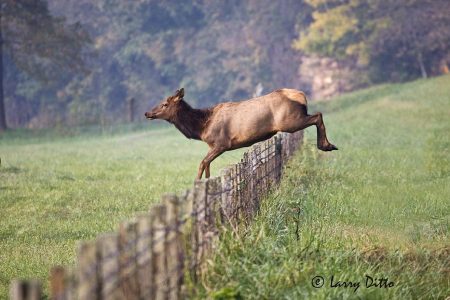 Elk (Cervus elaphus) cow jumping fence in Ozark Mountains, Arkansas, autumn