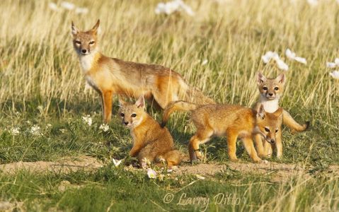 Swift Fox family at den