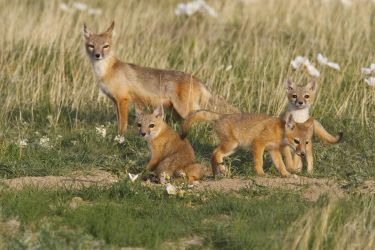 Swift Fox family on the prairie
