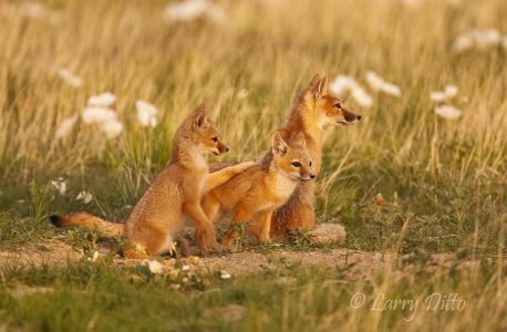 Swift Fox family at den