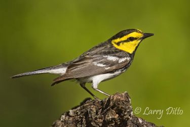 Golden-cheeked Warbler (Dendroica chrysoparia); endangered species; male in breeding territory, Texas hill country west of San Antonio, spring