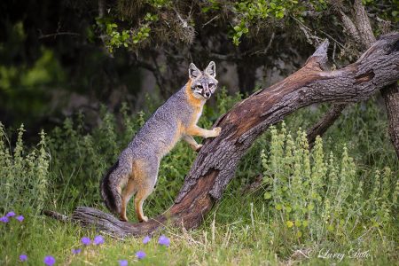 Gray Fox climbing log