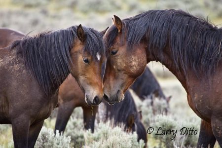 Wild Horses in Wyoming