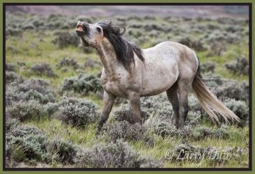 Herd stallion get the scent of a mare as he fights to maintain mating status in the herd, western Wyoming