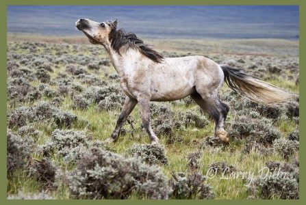 Herd stallion on the run, western Wyoming wild horses