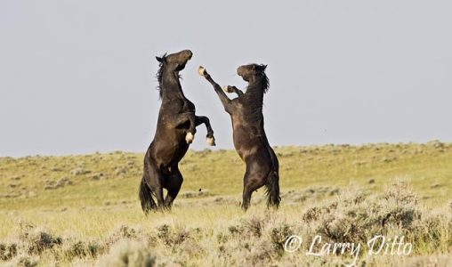 Feral Horses (Equus caballus) fighting, Wyoming prairie, summer