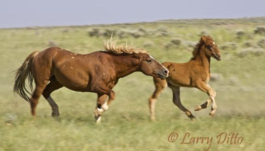 Feral Horses (Equus caballus), Wyoming, summer