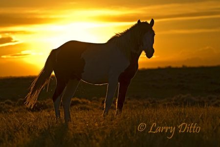 Feral Horses (Equus caballus), Wyoming, summer