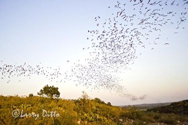 Bats, Mexican Free-tailed; part of the huge bat flight from the Annandale Ranch near Concan, Texas, late spring, Mexican Free-tailed bats