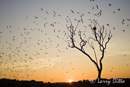 Mexican Free-tailed Bats exiting cave in evening, Texas hill country