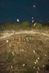 Mexican Free-tailed Bats swirling before a 3/4 moon at Devil's Sinkhole State Natural Area near Rock Springs, August shortly after sunset.