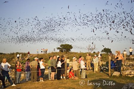 People watching Mexican Free-tailed Bats exit cave, Texas