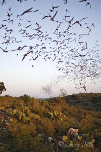 Tornado of bats emerging from a bat cave in the Texas hill country at sunset