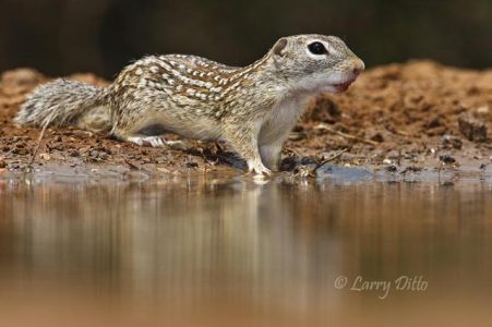 Rio Grande Ground-Squirrel at photoblind water hole