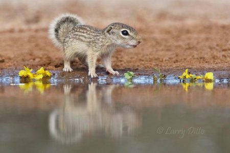 Rio Grande ground squirrel