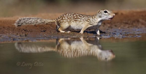 Rio Grande Ground Squirrel reflected in pond