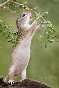 Rio Grande Ground-squirrel feeding