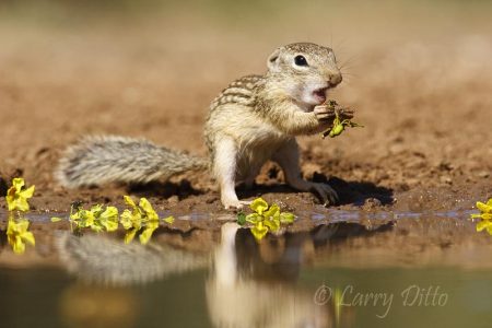 Rio Grande Ground-squirrel feeding